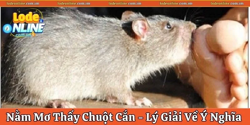 Nằm Mơ Thấy Chuột Cắn